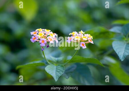 West indian lantana camara multicolor beautiful flower Stock Photo