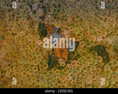 Aerial view of peat bog pattern with lake,green orange mosses in Sumava National Park, Czech republic.Colorful aerial landscape.Top view drone shot of Stock Photo