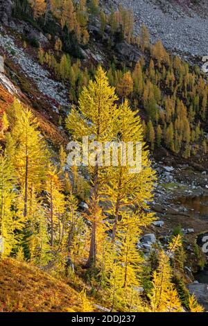 WA17769-00.....WASHINGTON - Larch trees in fall color at Lower Ice Lake, Glacier Peak Wilderness, Okanogan Wenatchee National Forest. Stock Photo