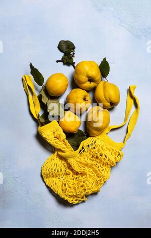 Organic quince apples group and yellow mesh bag on blue textured background. Directly above view. Fruits and leaves have natural imperfections, spots Stock Photo