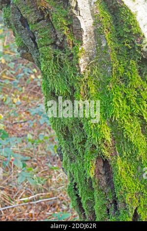 Bright green moss hanging from tree trunk with blurred background Stock Photo