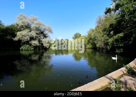 Summer view over Stanborough Park lake, Welwyn Garden City, Hertfordshire, England Stock Photo