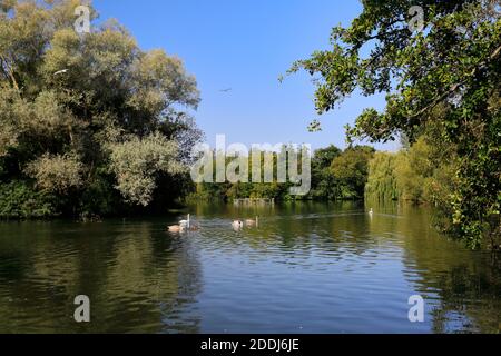 Summer view over Stanborough Park lake, Welwyn Garden City, Hertfordshire, England Stock Photo