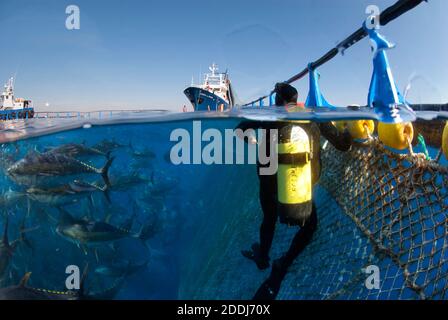 Atlantic bluefin tuna fishing. Mediterranean Sea. Stock Photo