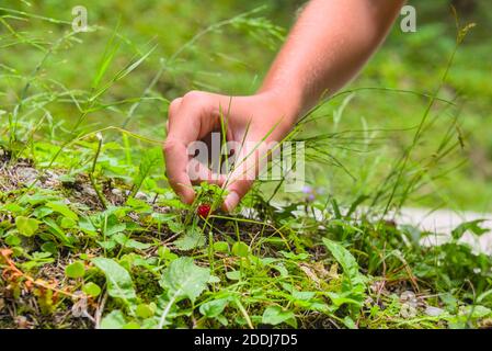 Hand beim pflücken einer Walderdbeere Stock Photo