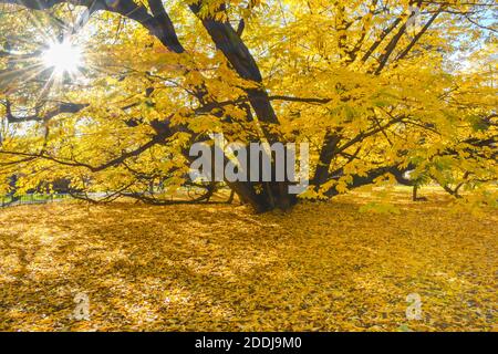 Giant Caucasian wingnut tree (Pterocarya fraxinifolia), the oldest tree in the city park of Graz, in autumn colors, Styria region, Austria. Stock Photo