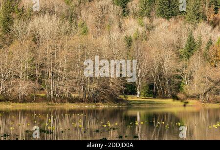 Beautiful autumn landscape of the lake with a gray tree and reflection in the lake. Selective focus, travel photo, concept photo autumn in nature. Stock Photo