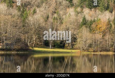Beautiful autumn landscape of the lake with a gray tree and reflection in the lake. Selective focus, travel photo, concept photo autumn in nature. Stock Photo