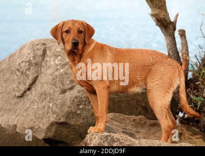 Yaung fox labrador out for a walk looking side on top of stone near lake Stock Photo