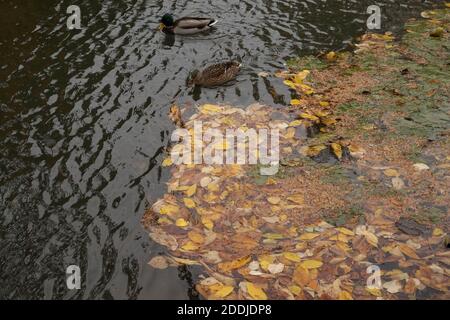 Autumn in an English Garden Stock Photo
