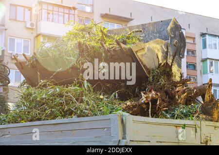 Landscapers clean up in the remove tree branches in the municipal utilities removes extra branches Stock Photo