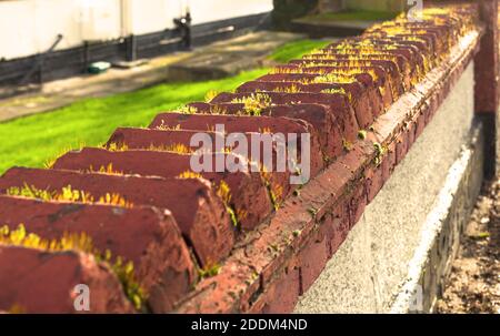 Coping of bricks on front garden wall, London, England, UK. Stock Photo