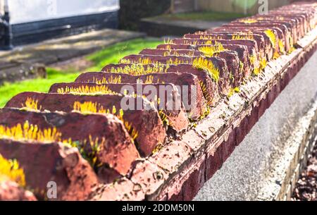 Coping of bricks on front garden wall, London, England, UK. Stock Photo