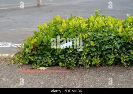 Discarded surgical face mask littered in a bush in a parking lot, due to COVID-19 virus pandemic Stock Photo