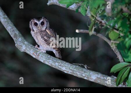 Collared Scops Owl (Otus lettia), Sheung Shui, New Territories, Hong Kong 22 Oct 2020 Stock Photo