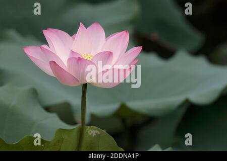 Indian Lotus (Nelumbo nucifera) flower, San Tin, New Territories, Hong Kong 23 May 2020 Stock Photo