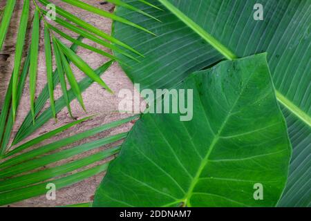 Natural bright green tropical jungle flat lay background of banana, palm and colocasia leaves in wooden backdrop. Stock Photo