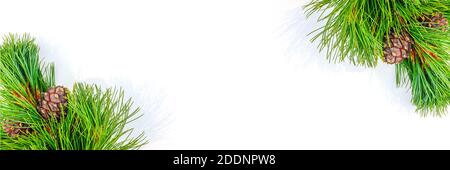 Banner made of natural evergreen cedar branches with cones border on white background. Copy space Top view Template for your design. Stock Photo