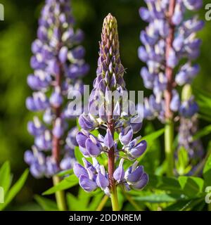 'Gallery' Garden Lupin, Blomsterlupin (Lupinus polyphyllus) Stock Photo