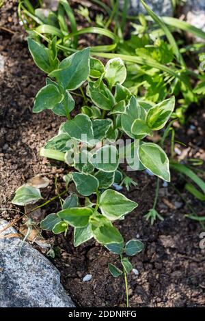 'Variegata' Variegated greater Periwinkle, Stor vintergröna (Vinca major) Stock Photo