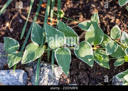 'Variegata' Variegated greater Periwinkle, Stor vintergröna (Vinca major) Stock Photo