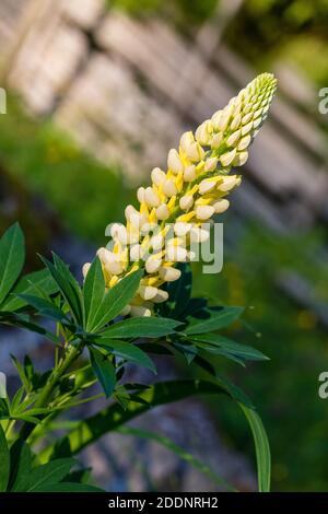 'Noble Maiden' Garden Lupin, Blomsterlupin (Lupinus polyphyllus) Stock Photo