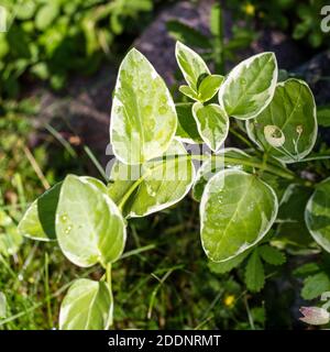 'Variegata' Variegated greater Periwinkle, Stor vintergröna (Vinca major) Stock Photo