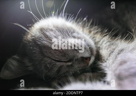 Lovely tabby cat sleeping under the lamp light. Highlighting whiskers with flashlight. Close-up view Stock Photo