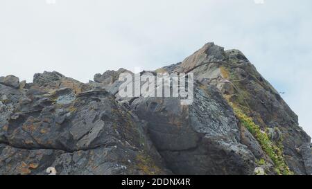 A southern black backed gull chick is camouflaged  in the grey rock on a NZ beach Stock Photo