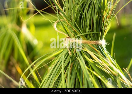 Bundling pampas grass for the winter Stock Photo