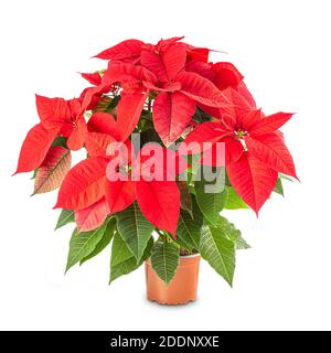 Christmas flower poinsettia in flowerpot on white background Stock Photo