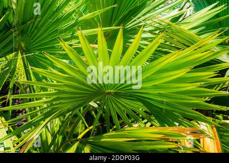 Palm leaves texture decoration resource with shadow. Stock Photo