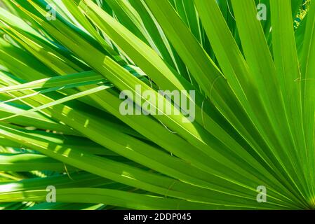 Palm leaves texture decoration resource with shadow. Stock Photo