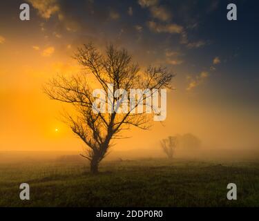 Fiery sunrise with a lone tree silhouette along the Canning Stock Route ...