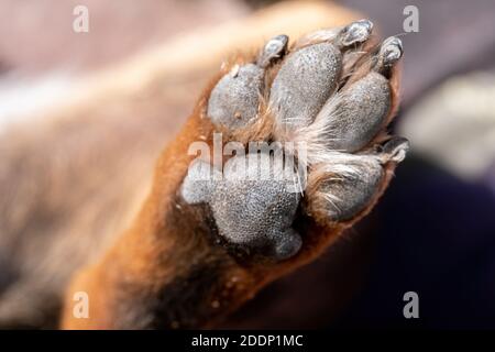 A close up look at the underside of the back dirty dog paw pad, during the day. Stock Photo