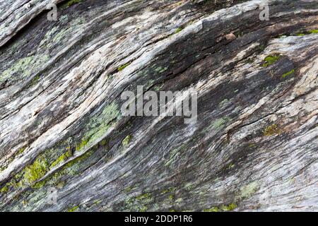 Trunk of an old tree in autumn without bark Stock Photo