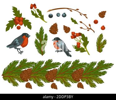 Bullfinches birds and pine tree branch with cone Stock Vector