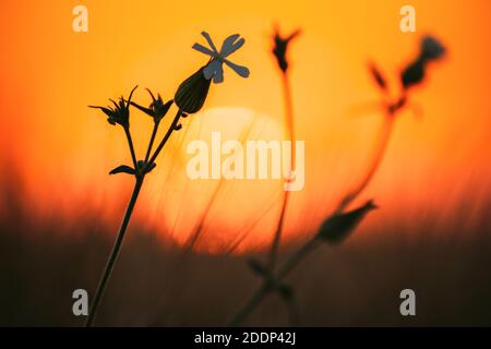 Summer Sun Shining Through Wild Flower In Meadow. Sunset Sunrise Sun. Close up. subsp. alba (formerly Melandrium album), the white campion. Stock Photo