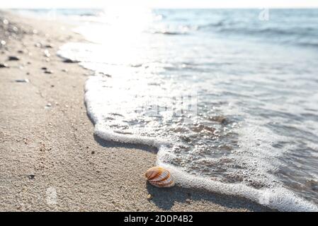 Sandy beach, seashell swept by a wave at sunset on the baltic sea. Stock Photo