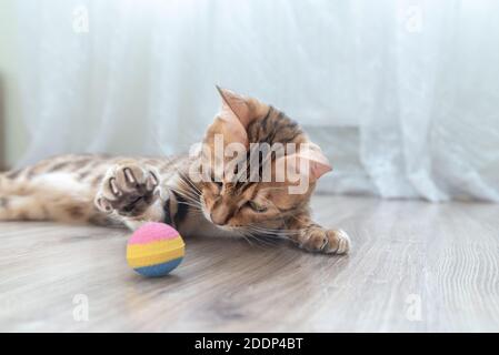 The bengal kitten is playing with a ball in the room. Stock Photo