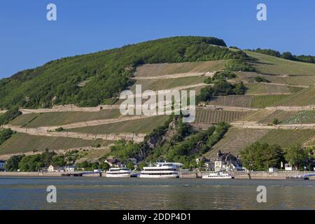 geography / travel, Germany, Hesse, Ruedesheim on the Rhine, Assmannshausen with vineyards of the Rhin, Additional-Rights-Clearance-Info-Not-Available Stock Photo