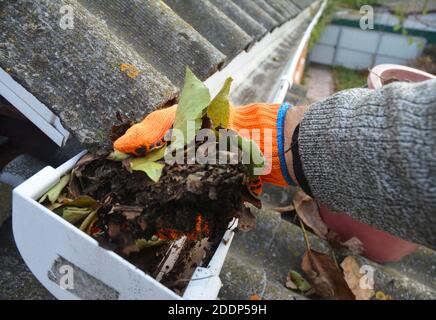 A man is cleaning a clogged roof gutter from dirt, debris and fallen leaves to prevent water damage and let rainwater drain properly. Stock Photo