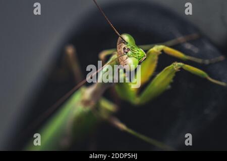 a image of a wild praying mantis resting on a car Stock Photo