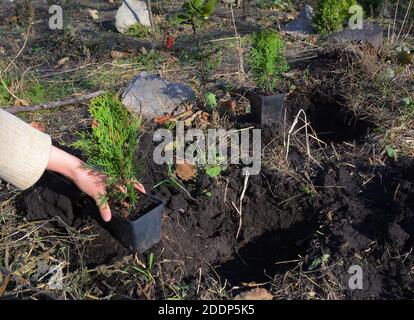 A gardener is planting Thuja occidentalis Smaragd or Emerald Green, American Arborvitae saplings from pots into soil in the flowerbed, backyard of the Stock Photo
