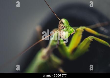 a image of a wild praying mantis resting on a car close up Stock Photo