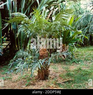 Young oil palm seedling, Malaysia Stock Photo