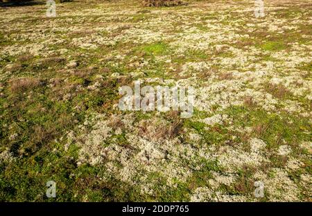 Reindeer moss lichen, Cladonia rangiferina, growing  on open area of heathland, Suffolk Sandlings AONB, England, UK Stock Photo