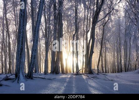 Forest in Winter with frozen trees Stock Photo