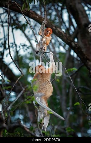 Proboscis monkeys (Nasalis Larvatus) climbing a tree. Kinabatang, Sabah, Borneo, Malaysia. Stock Photo