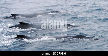 Three humback whales (Megaptera novaeangliae) swim together. South Sandwich Islands, Southern Ocean. 26Feb16 Stock Photo
